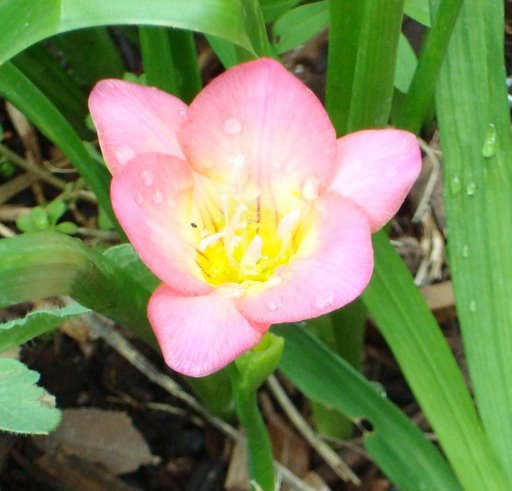 anemone