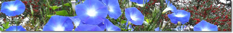 fall EZ herbs Morning  Glories