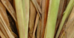 Lemongrass