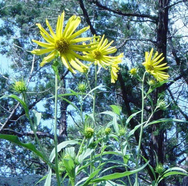 max sunflowers