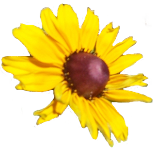black eyed susan