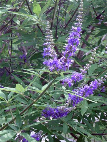 vitex