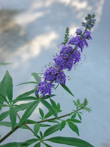 Vitex agnus-castus