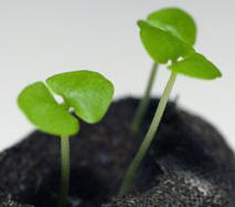 basil seedlings