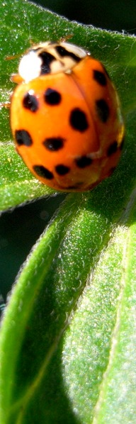 Ladybug on a leaf