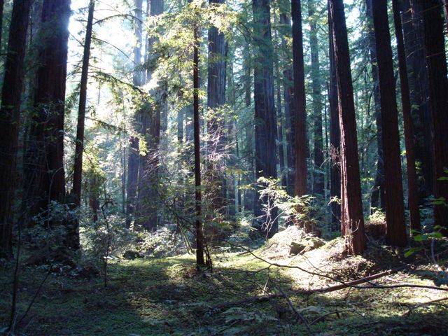 redwood forest