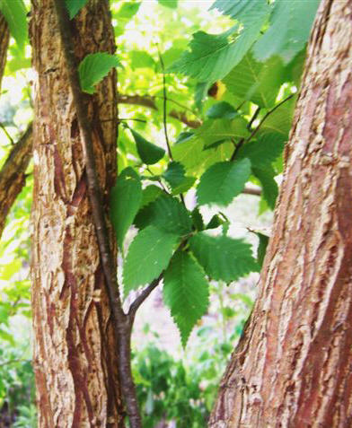 slippery elm bark and branches