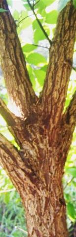 slippery elm trunk