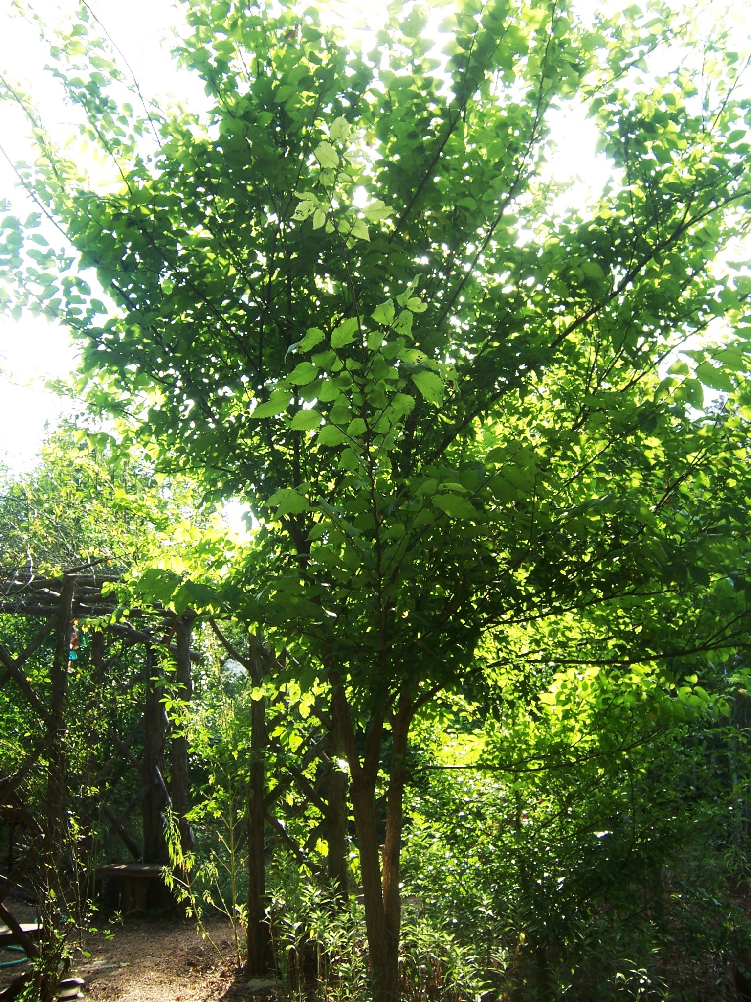 slippery elm tree