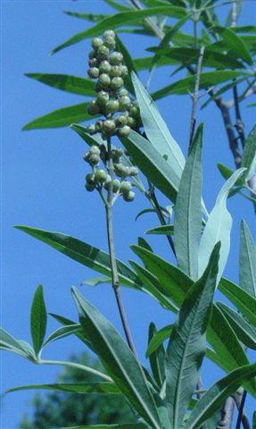 vitex berries