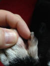 dog tumor gone_small