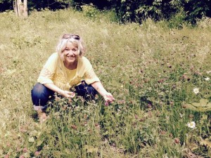 harvesting red clover