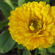 CalendulaImage