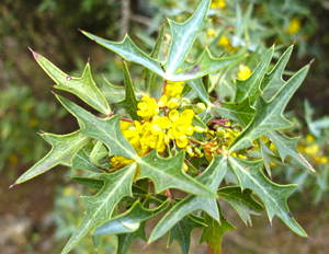 agarita-yellow-bloom