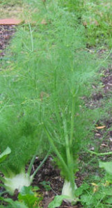 Fennel