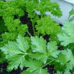 parsley