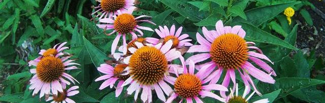 Purple Coneflower