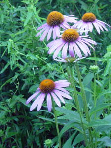 Pretty summer Echinacea