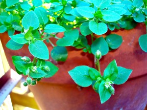 chickweed on the deck