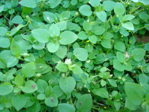 new spring chickweed