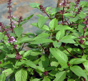 Holy Basil in the garden