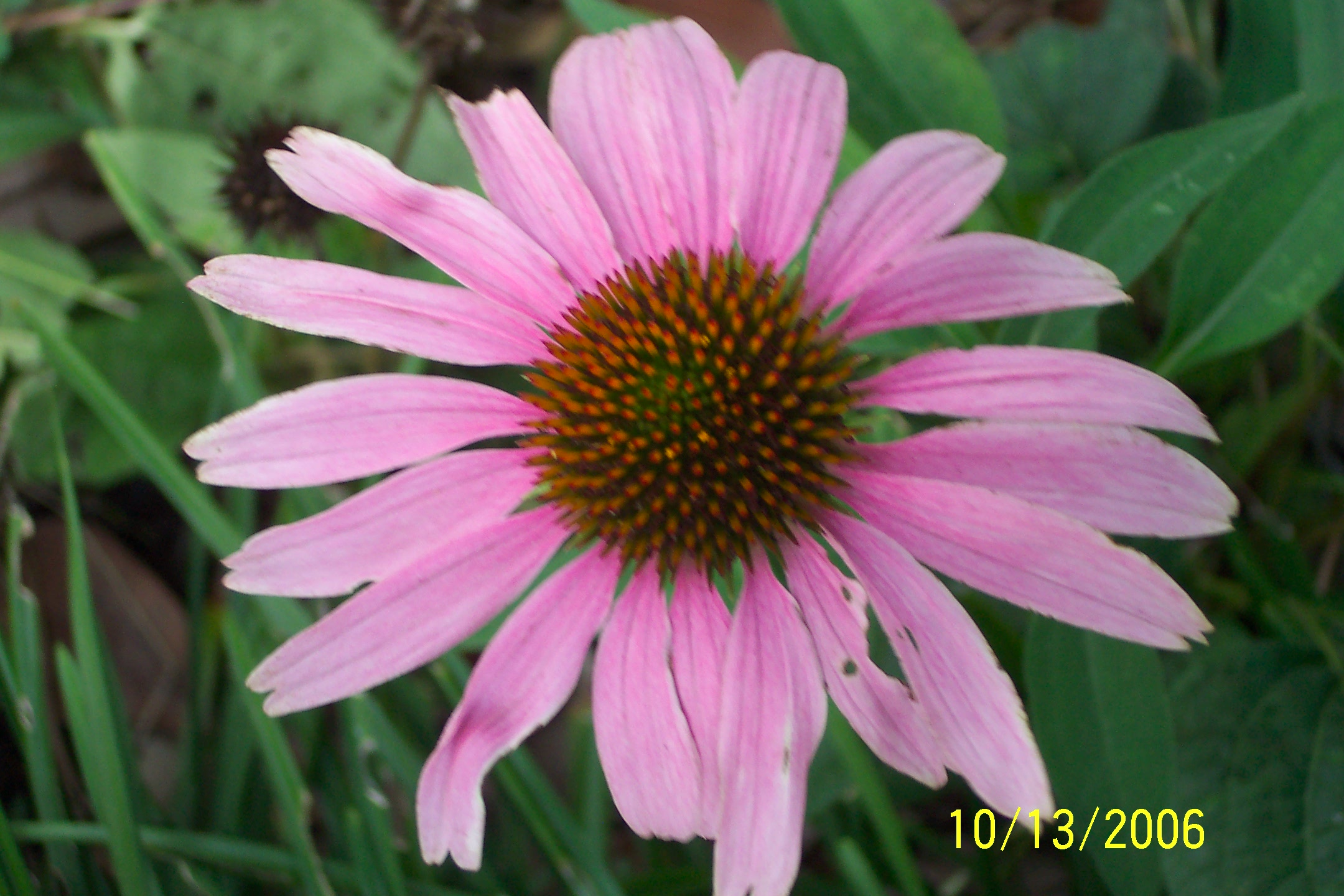 coneflower