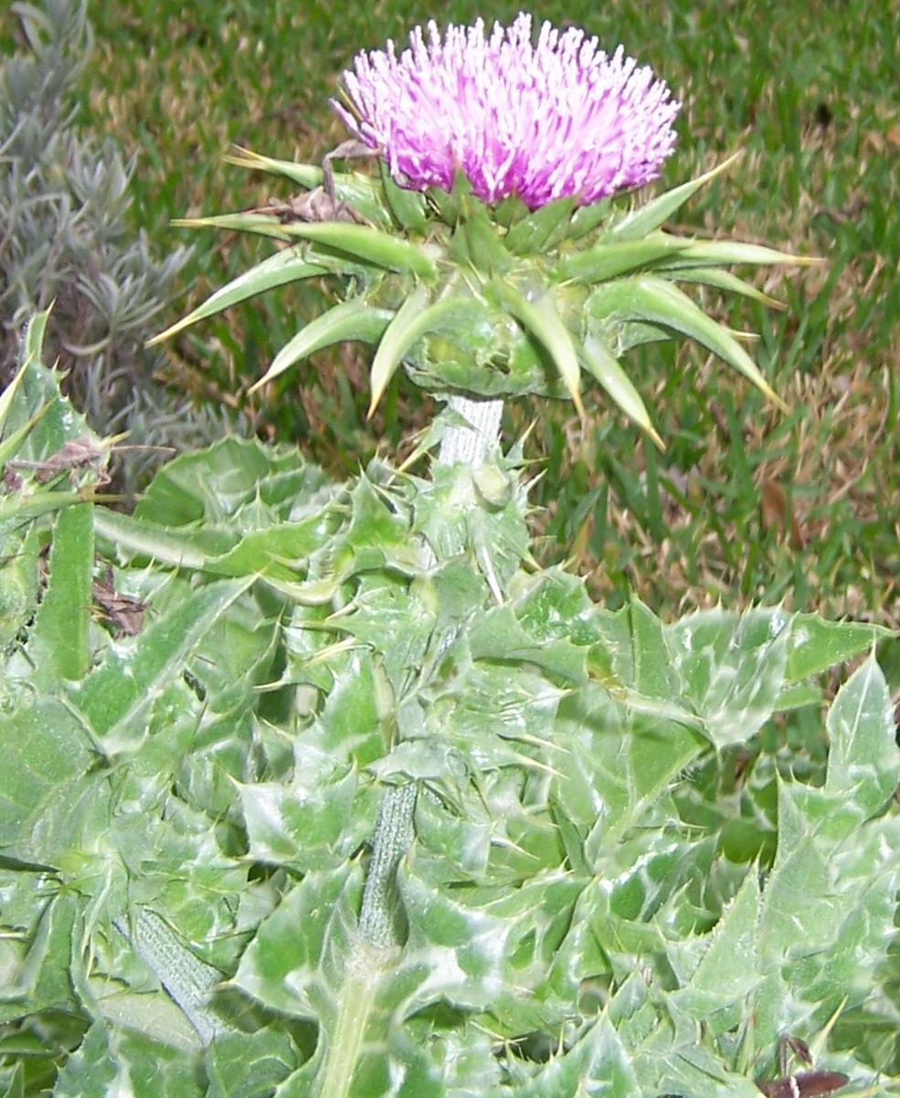 milk thistle