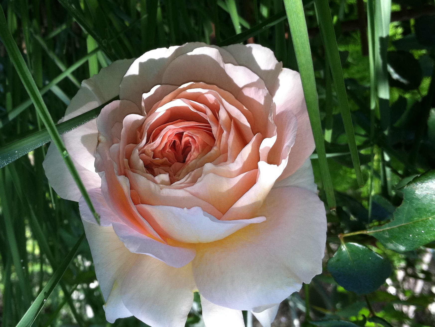 Abraham Darby