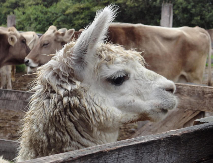 alpaca
