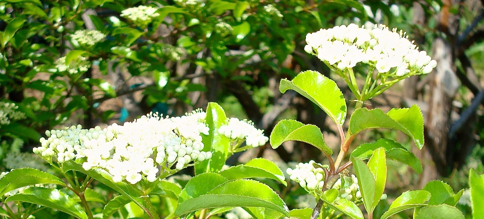 black haw viburnum