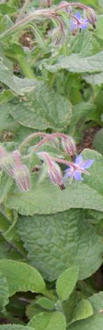 borage