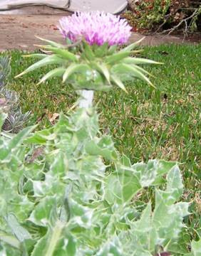 Milk thistle
