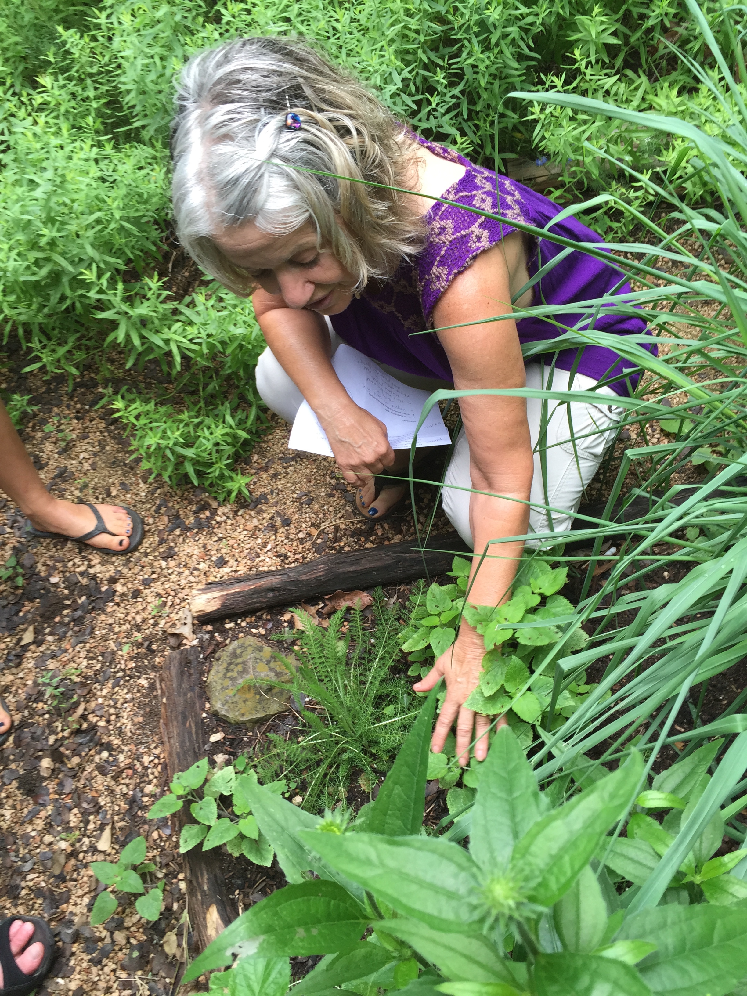 Ellen, examining a young yarrow plant.