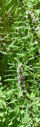 another motherwort