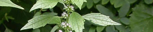 motherwort