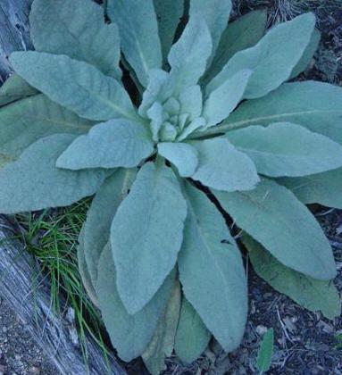mullein