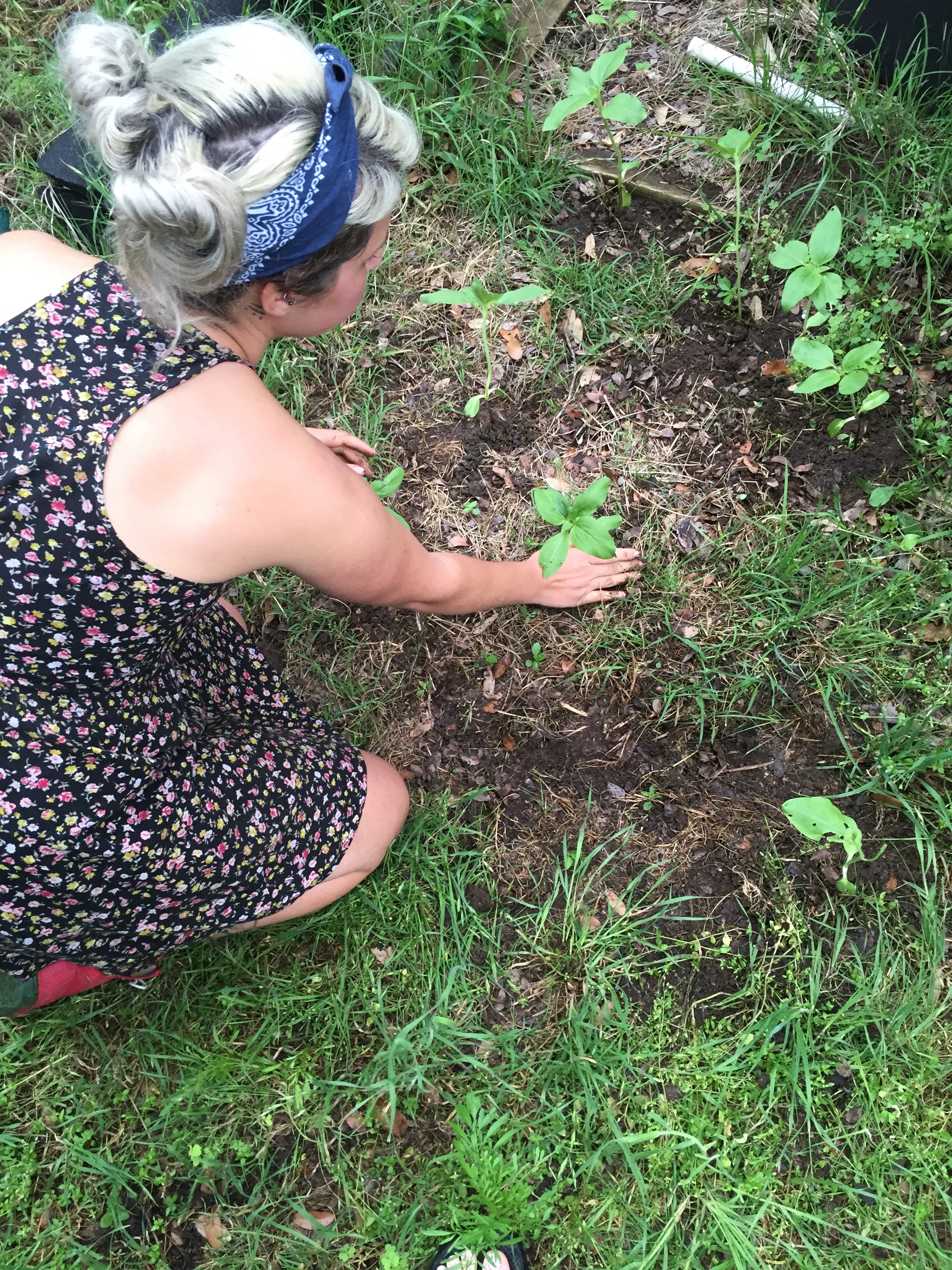 planting sunflower seedlings