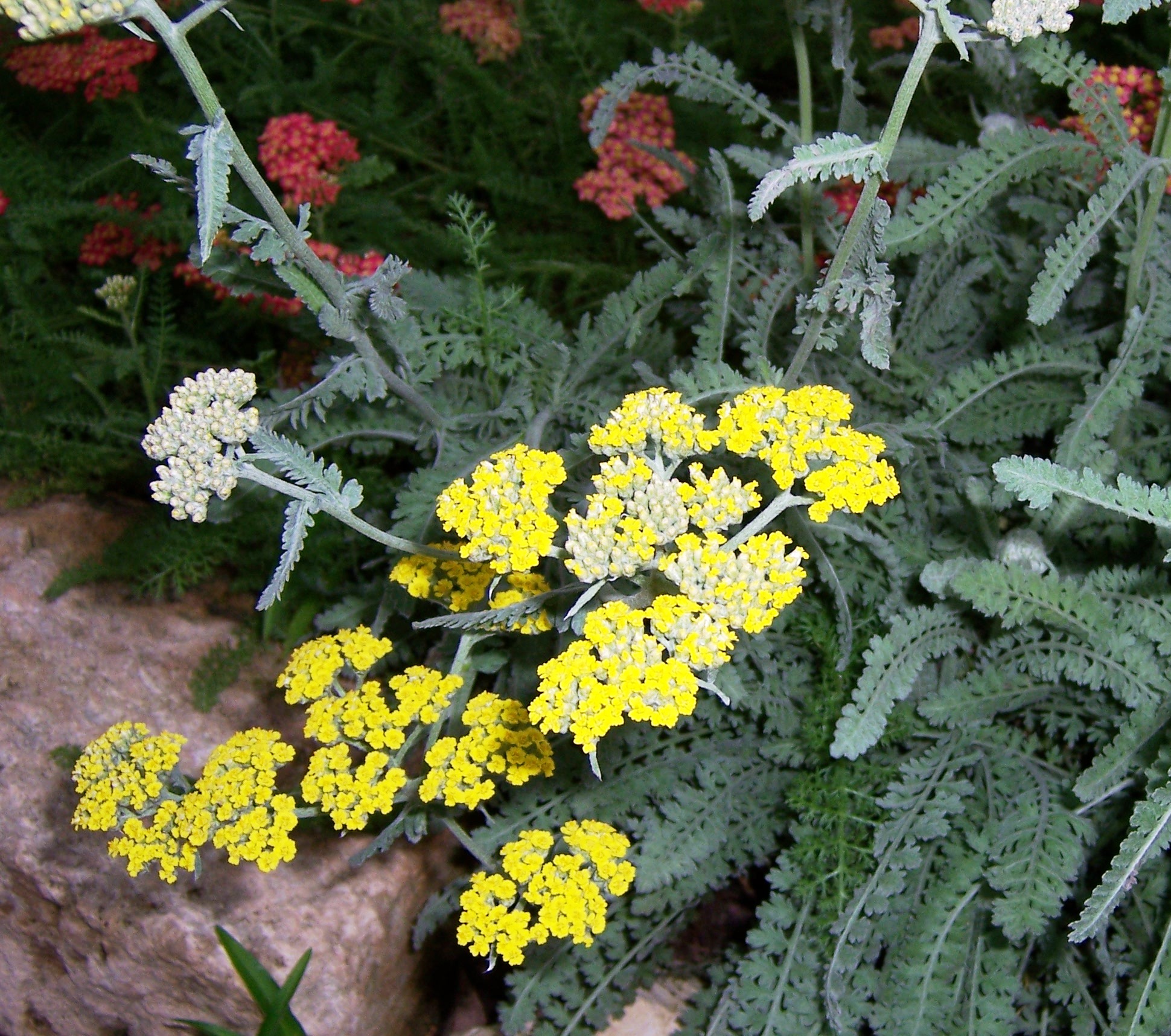 yarrow